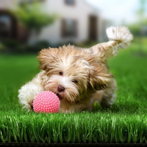 OTANIC Artificial Grass 10SQM Roll Synthetic Turf Fake Yarn Lawn 12mm 1x10m